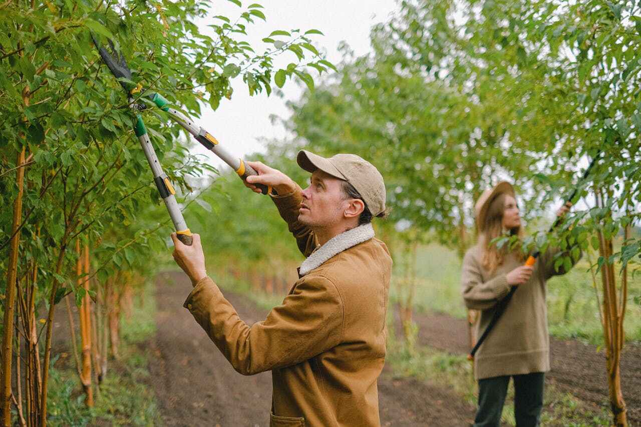 Best Tree Disease Treatment  in Fort Leonard Wood, MO